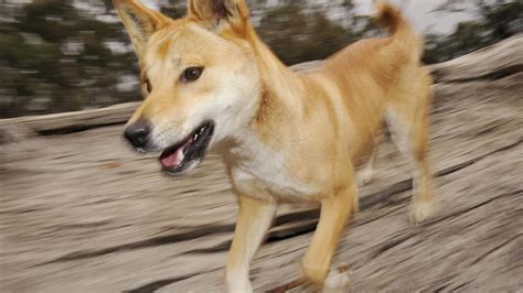 can you have a dingo as a pet: Exploring the Fantasy and Reality of Owning an Exotic Companion