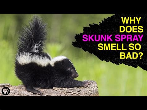 how far does skunk smell travel? do you know the secrets of this smell?