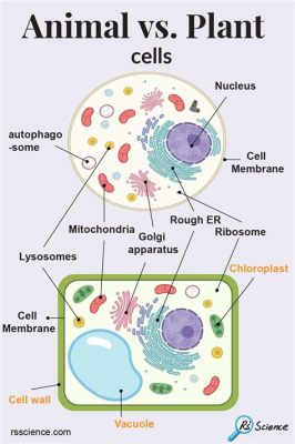 what do animal cells have that plants don't? the unique adaptations of animal cells