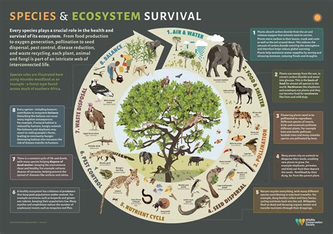 What is Animal Grazing and Its Intriguing Connection to Ecosystem Diversity?