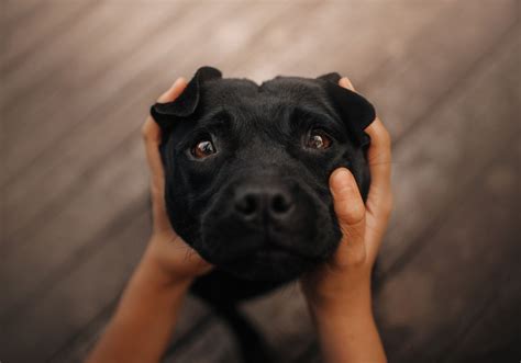 why does my dog cry when i pet him: Exploring the Unusual Emotional Responses in Canine Behavior